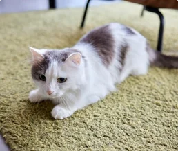 Pet Stain and Odor Removal